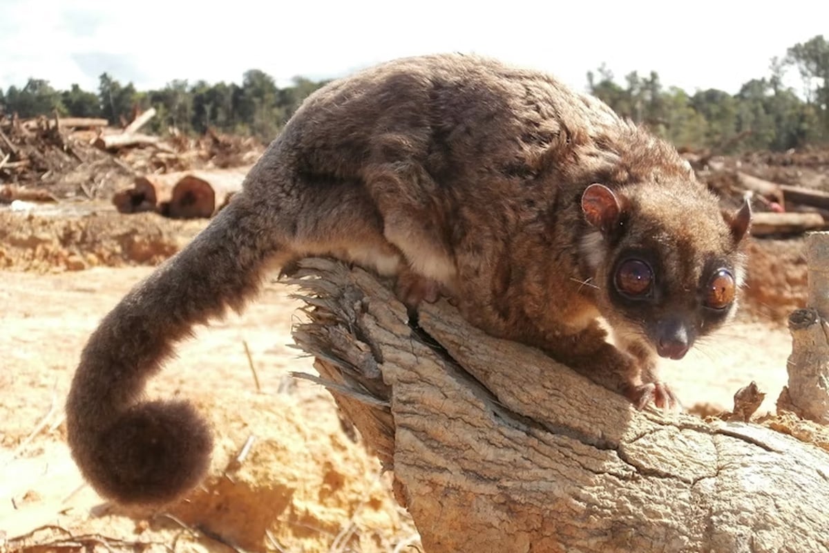 Heritage Expeditions Plays Crucial Role in Professor Tim Flannery’s Rediscovery of a Marsupial Extinct for 6,000 Years