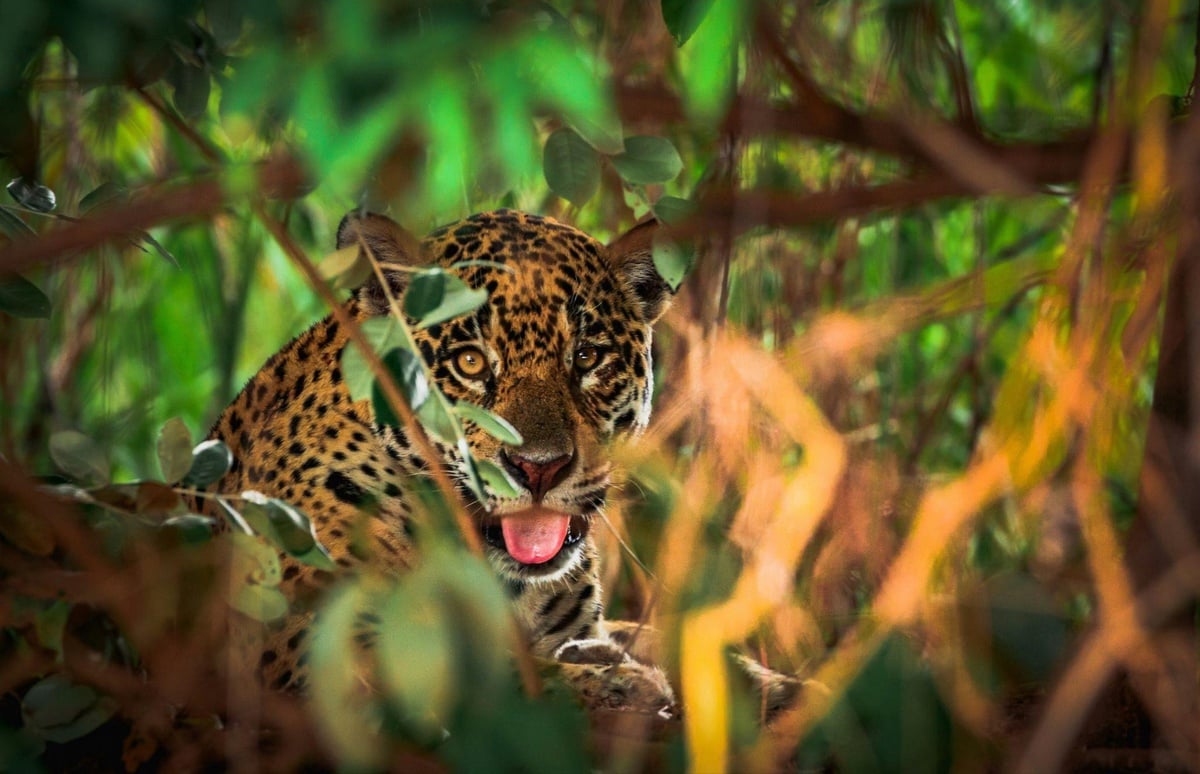 Exploring the Pantanal: A Guide to the World’s Biggest Wetland and Brazil’s Wildlife Capital